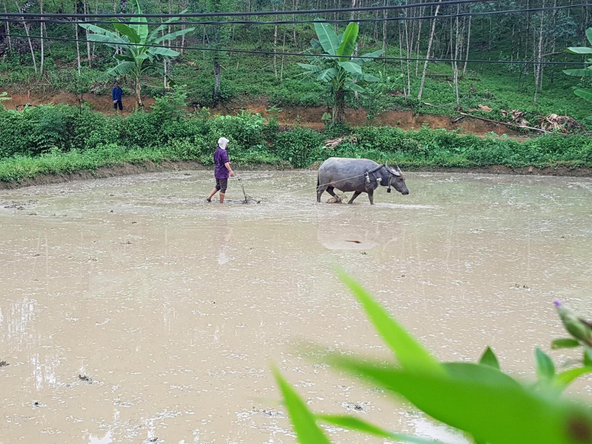 Vu Linh Palm House Homestay - Bungalow Yen Bai Eksteriør bilde